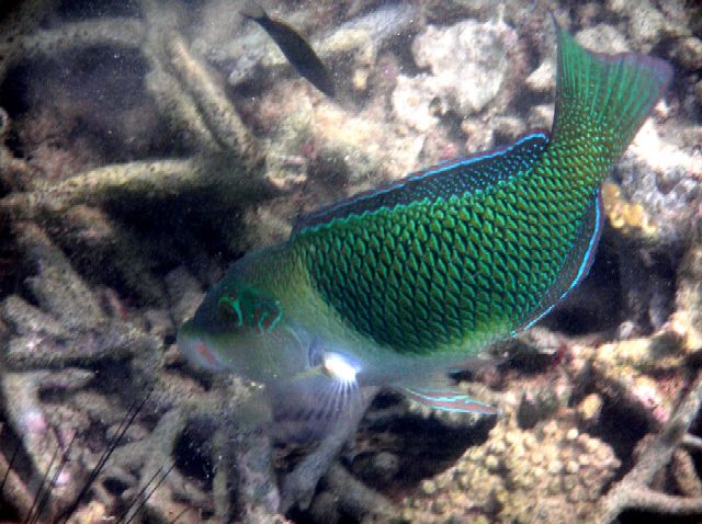 Hemigymnus melapterus 00200.JPG